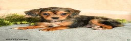Mixed Breed dogs for sale: Merrick - Ad 2