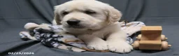 Golden Retriever dogs for sale: Barney - Ad 12