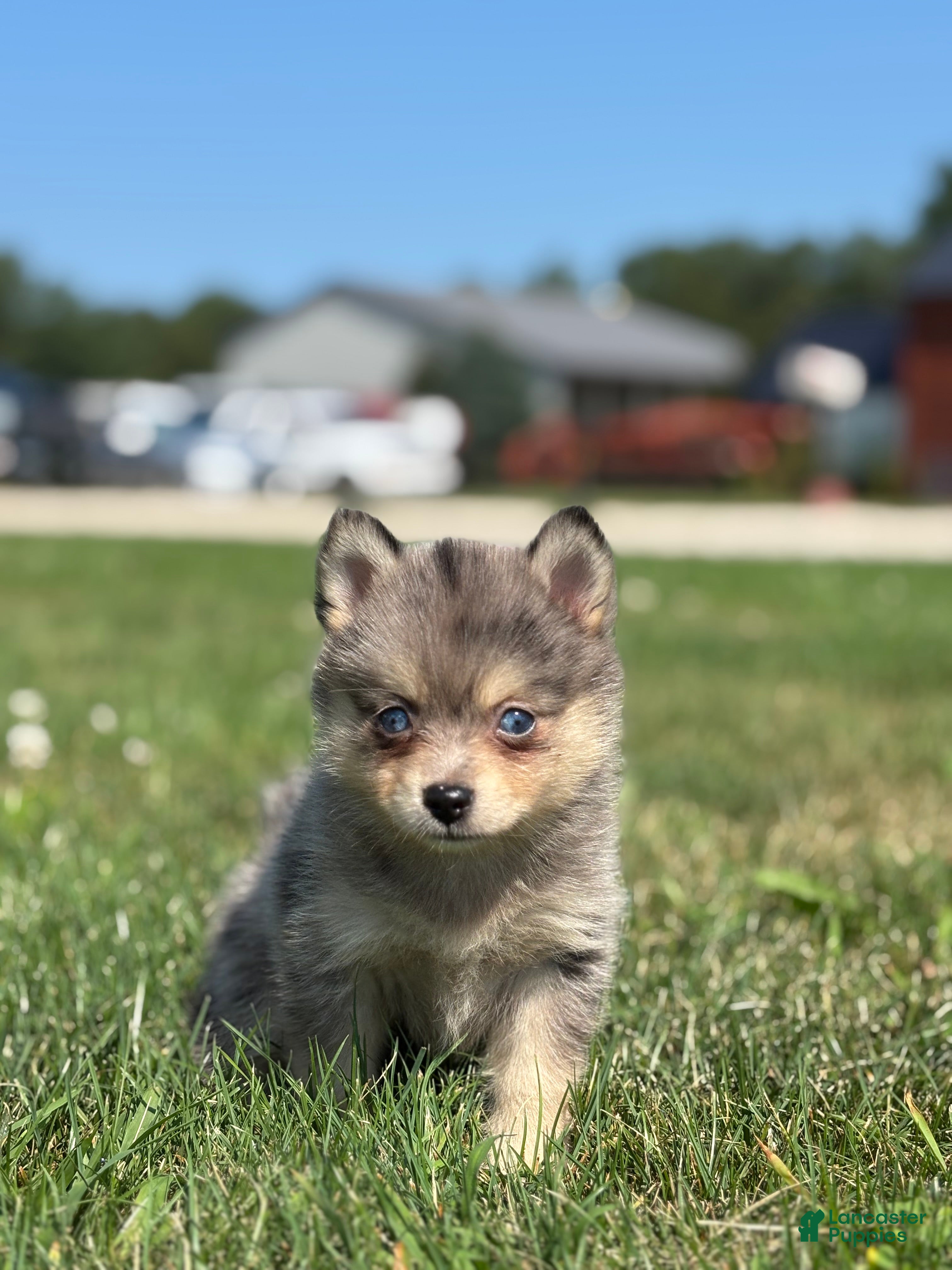Pomsky dogs Glenda - Ad 1