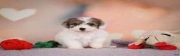 Maltipoo dogs for sale: Dusty - Ad 13