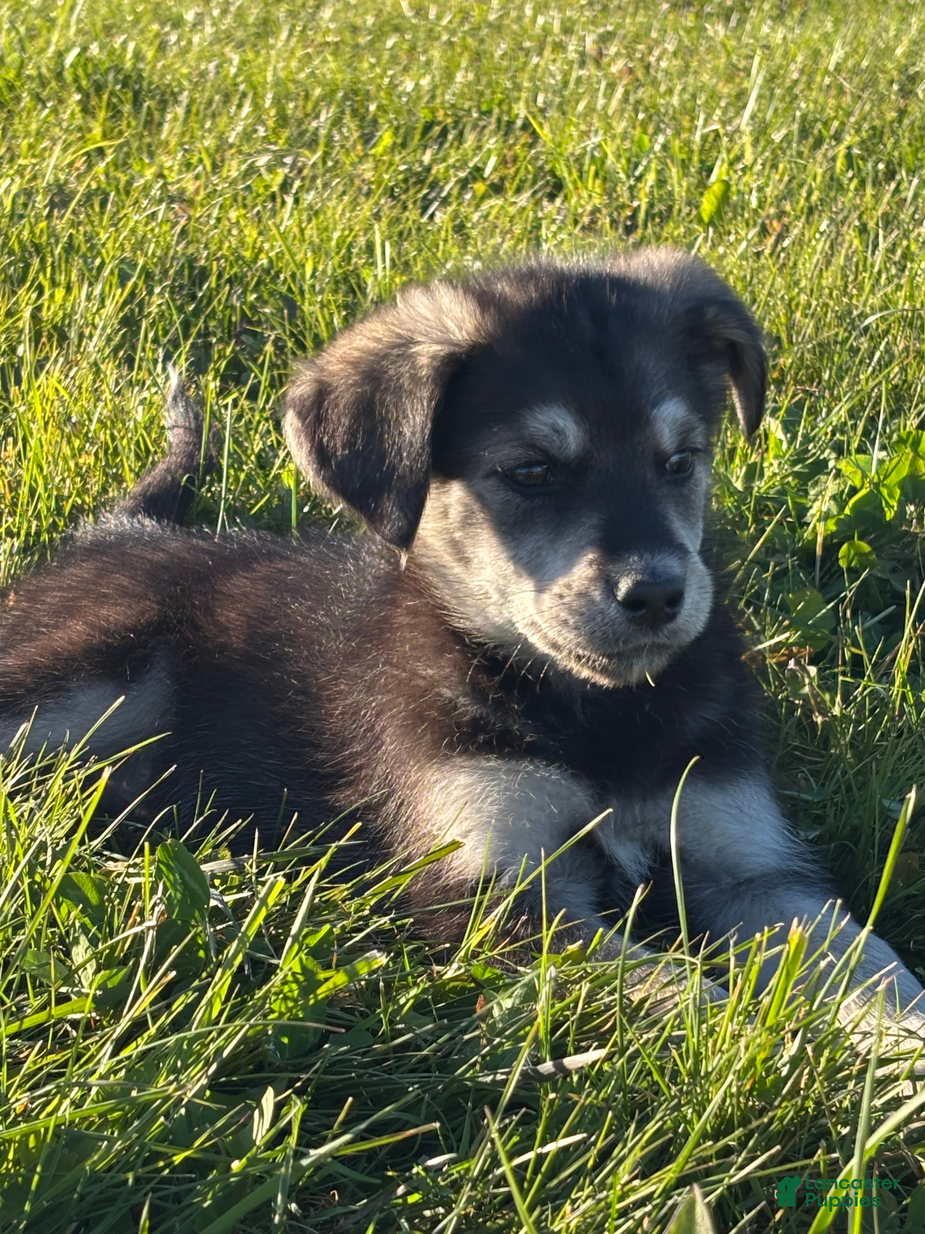 Huskipoo dogs for sale: Rocket - Ad 17