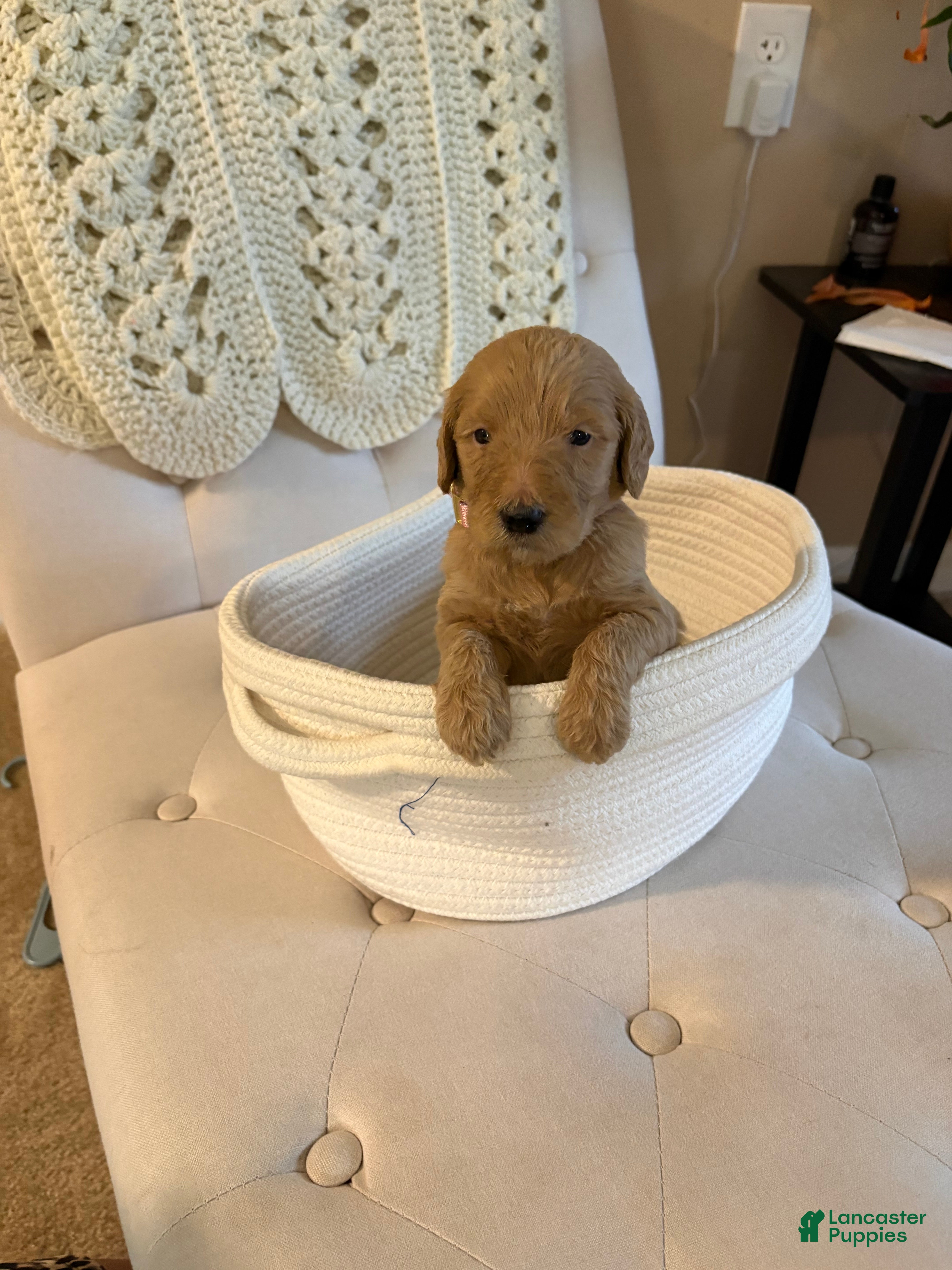 Goldendoodle dogs Goldendoodle light pink collar - Ad 30