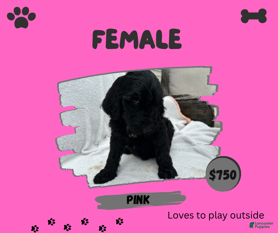 Goldendoodle dogs for sale: Goldendoodle 8 - Ad 1