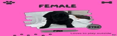 Goldendoodle 8