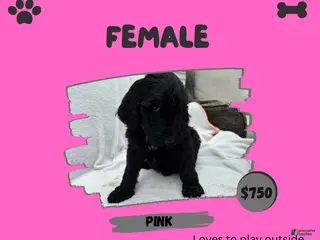 Goldendoodle dogs Goldendoodle 8 - Ad 11
