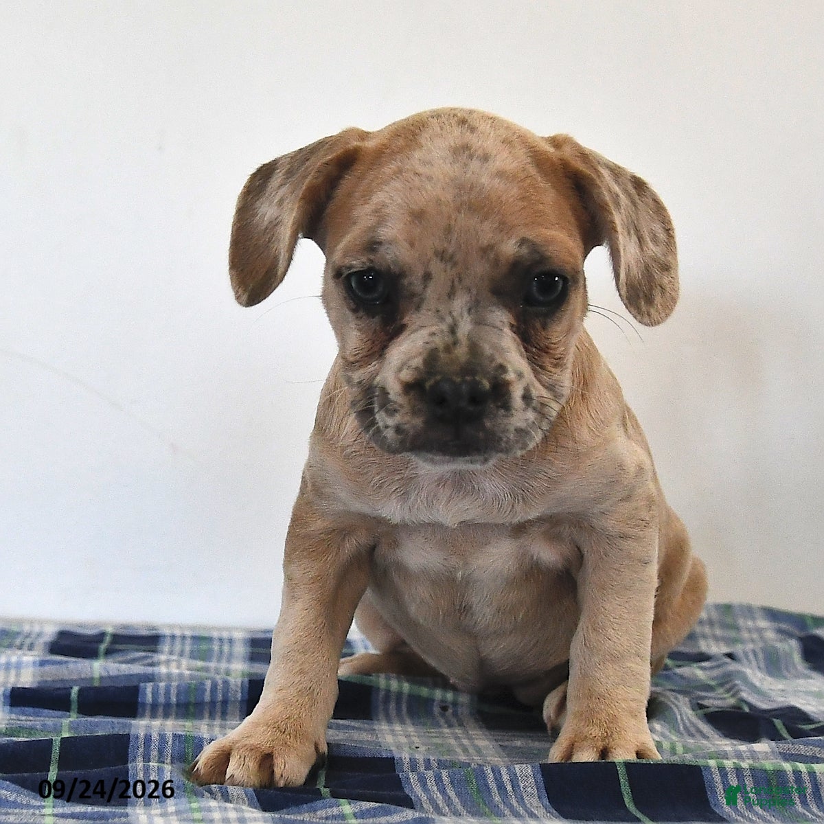 Mixed Breed dogs Luna  - Ad 2