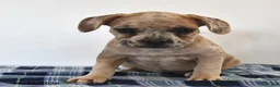 Mixed Breed dogs for sale: Luna  - Ad 2