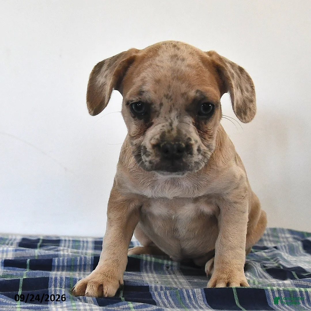 Mixed Breed dogs for sale: Luna  - Ad 2