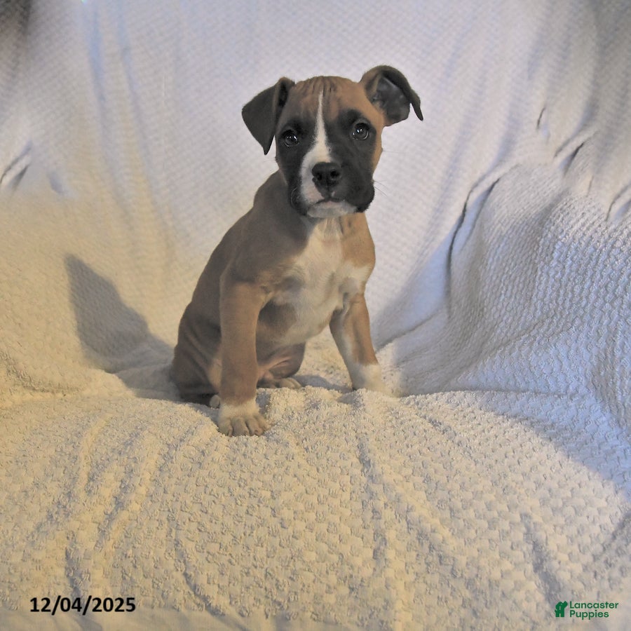 Boxer dogs Jolly - Ad 6