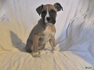 Boxer dogs Jolly - Ad 31