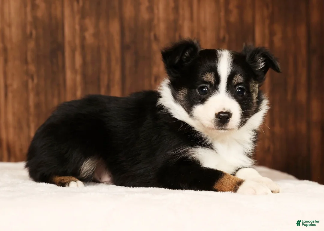 Miniature Australian Shepherd dogs for sale: Raptor - Ad 5