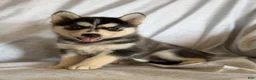 Pomsky dogs for sale: Thea - Ad 1