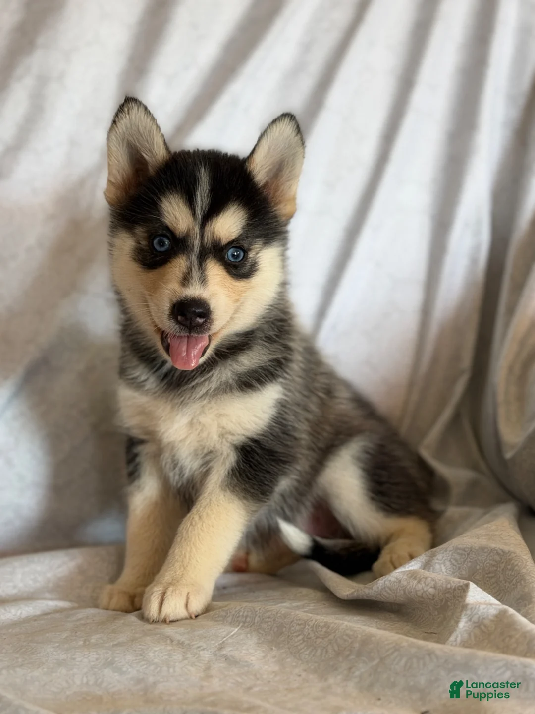 Pomsky dogs for sale: Thea - Ad 1