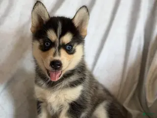 Pomsky dogs Thea - Ad 37