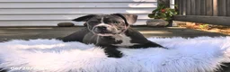 Frenchton dogs for sale: Rover - Ad 6