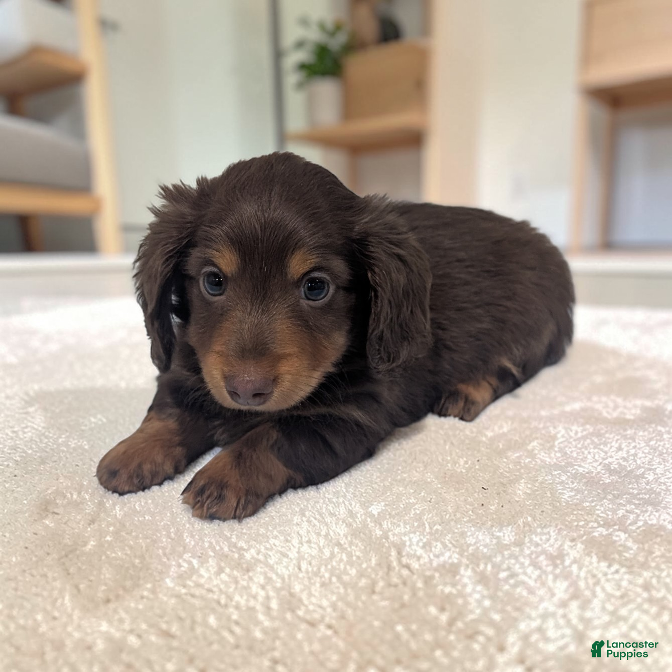 Miniature Dachshund dogs Shadow - Ad 2