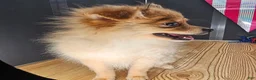 Pomeranian dogs for sale: Pepper's Long Shot - "Archer" - Ad 5