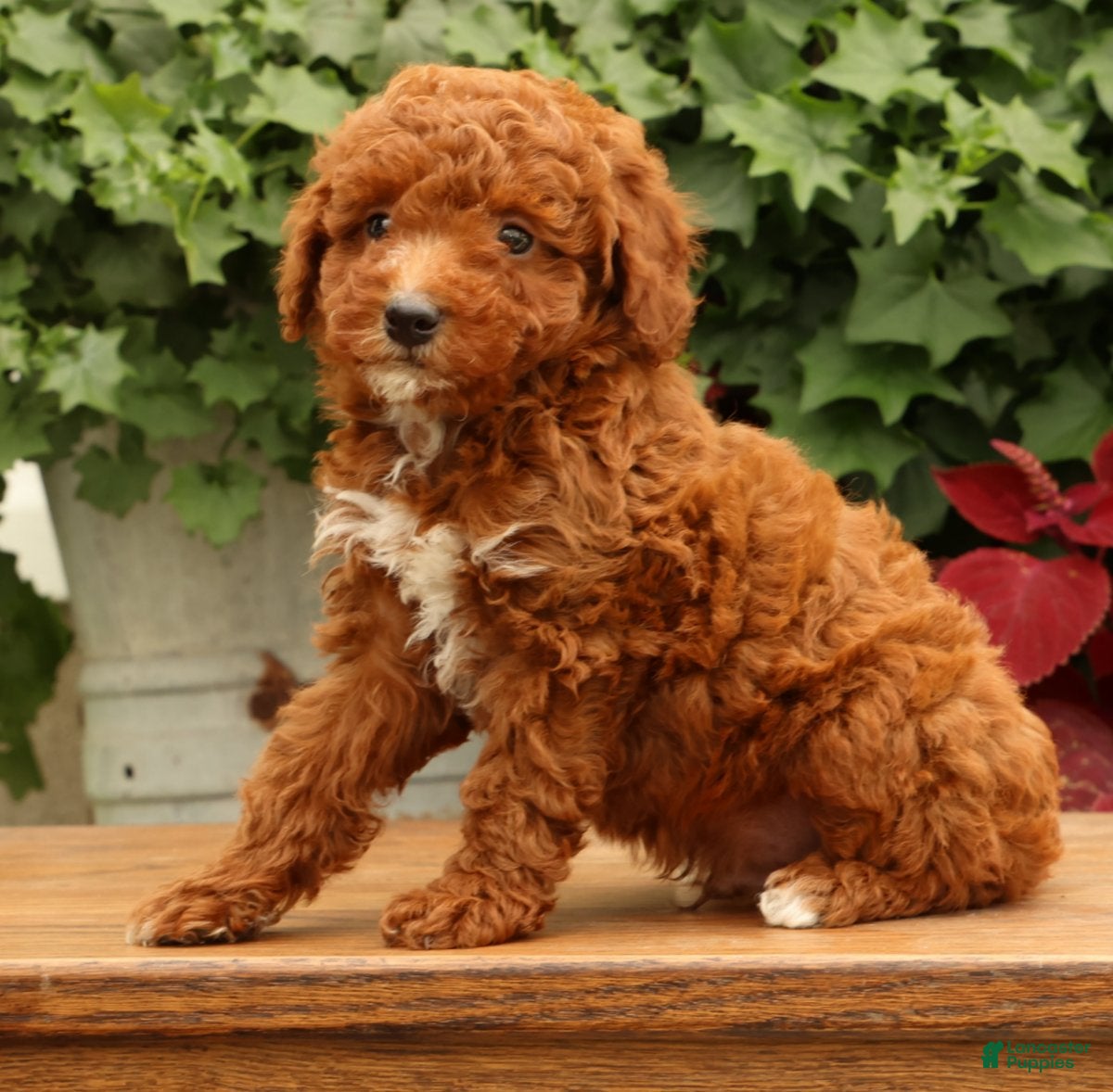 Miniature Poodle dogs Sonic - Ad 1