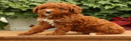 Miniature Poodle dogs for sale: Sonic - Ad 1