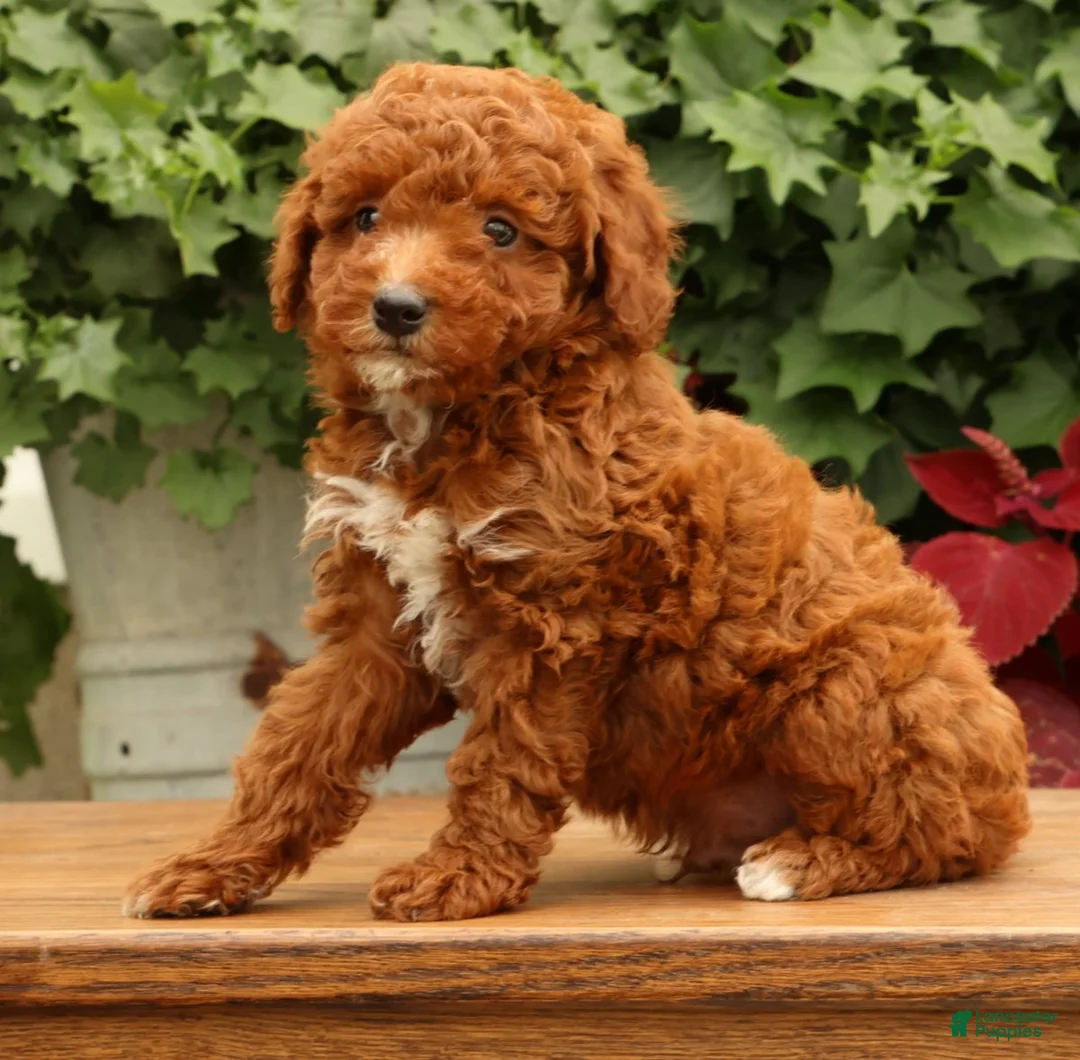 Miniature Poodle dogs for sale: Sonic - Ad 1