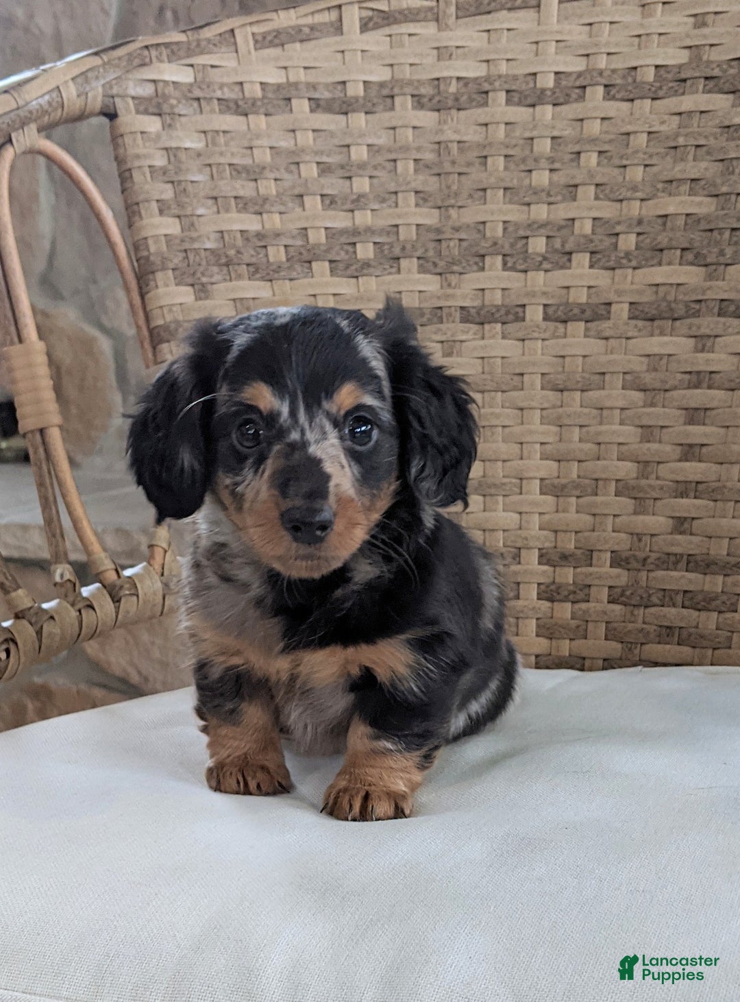 Miniature Dachshund dogs for sale: Freddie  - Ad 8