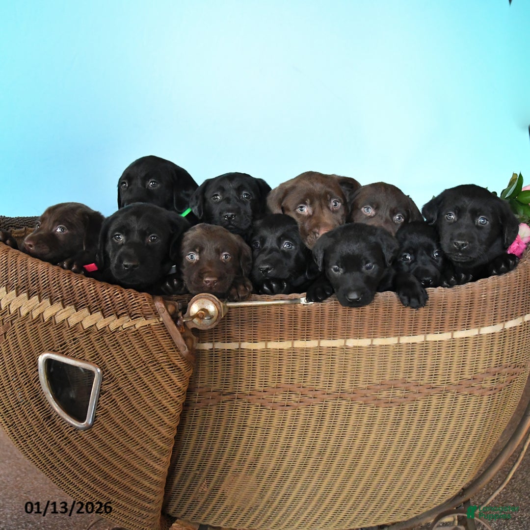 Labrador Retriever dogs for sale: Elissa - Ad 3