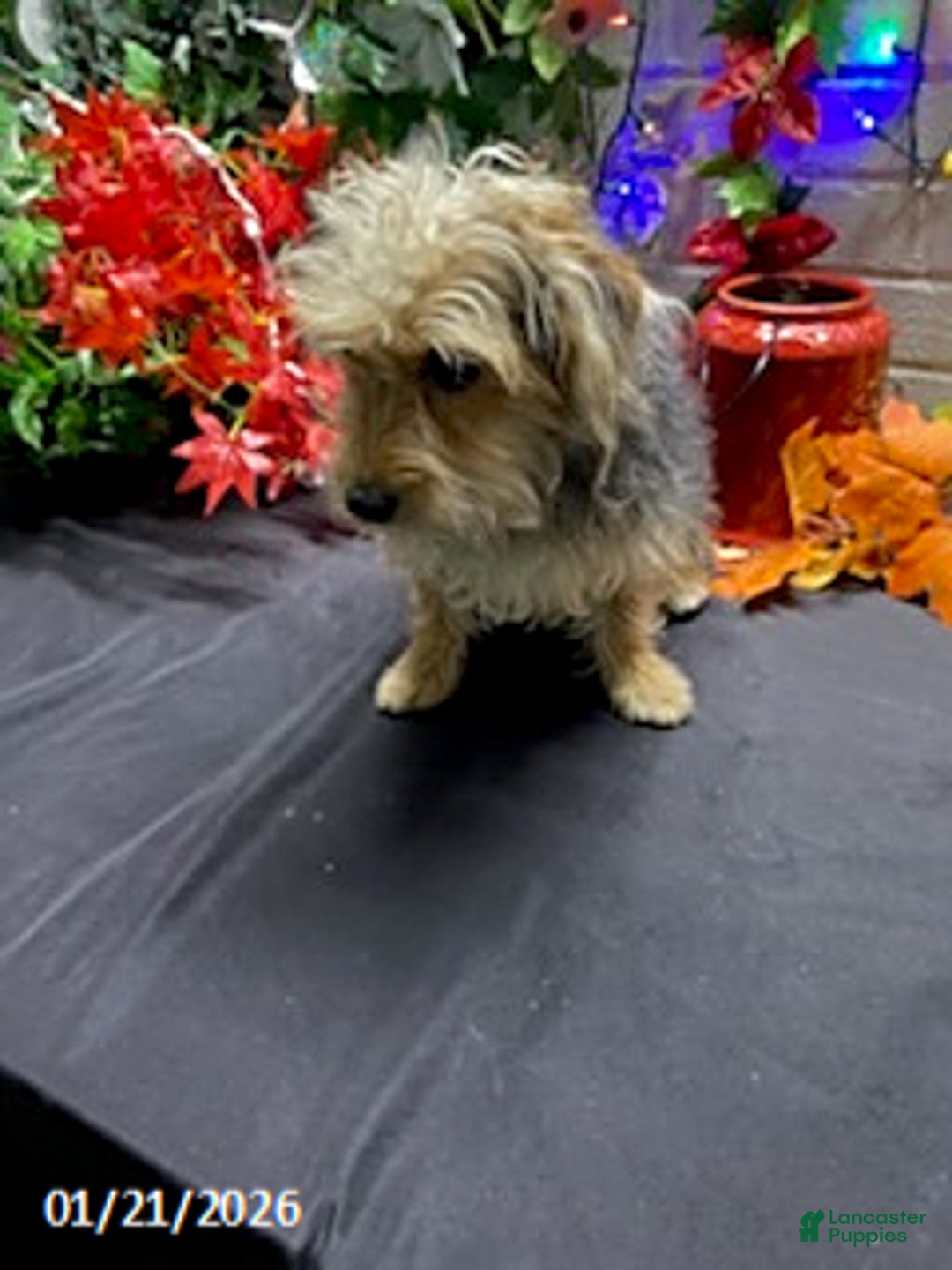 Yochon dogs for sale: Sean - Ad 7