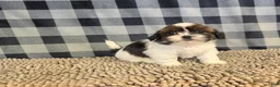 Shih Tzu dogs for sale: Andy - Ad 4