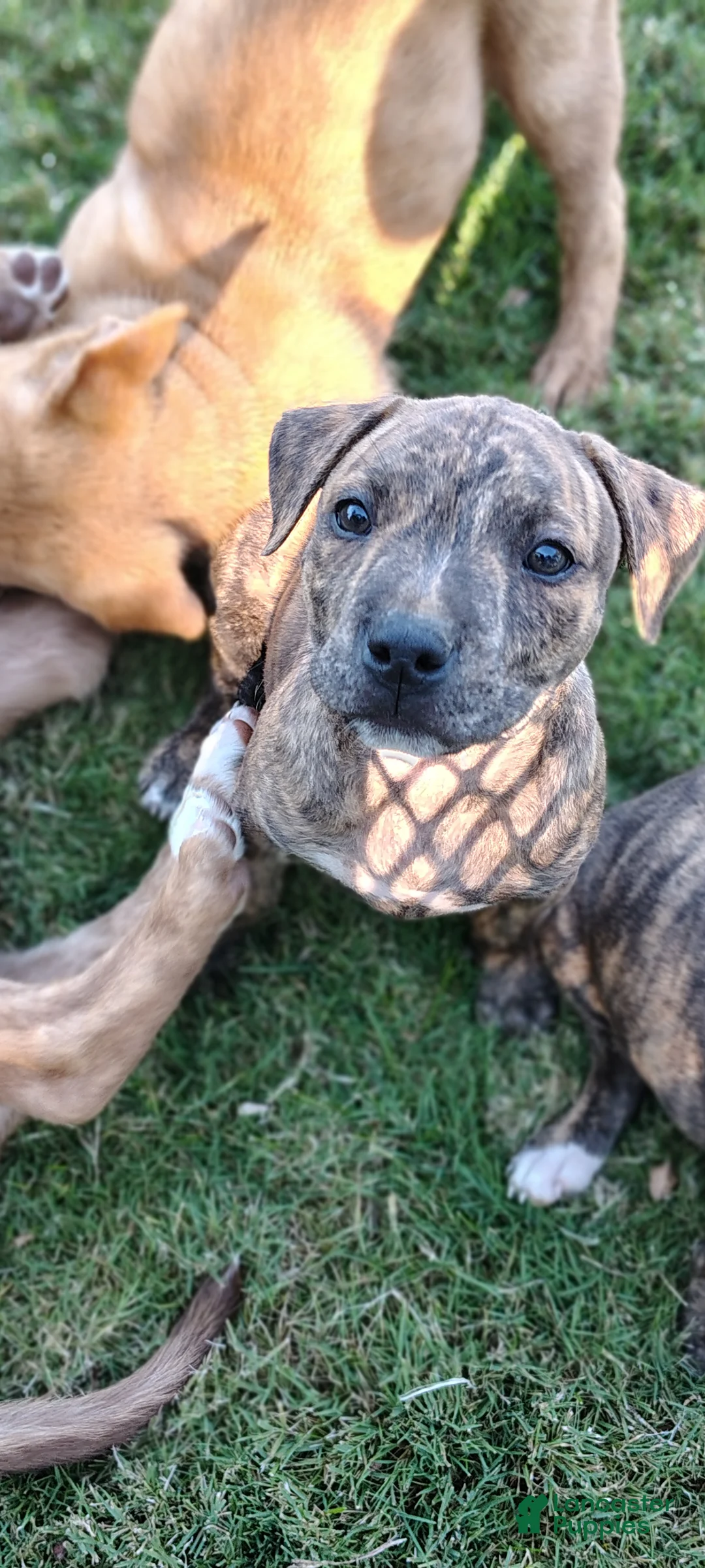 American Pit Bull Terrier dogs for sale: American Pit Bull Terrier 3 - Ad 2