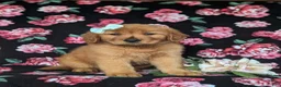 Golden Retriever dogs for sale: Sonia - Ad 3