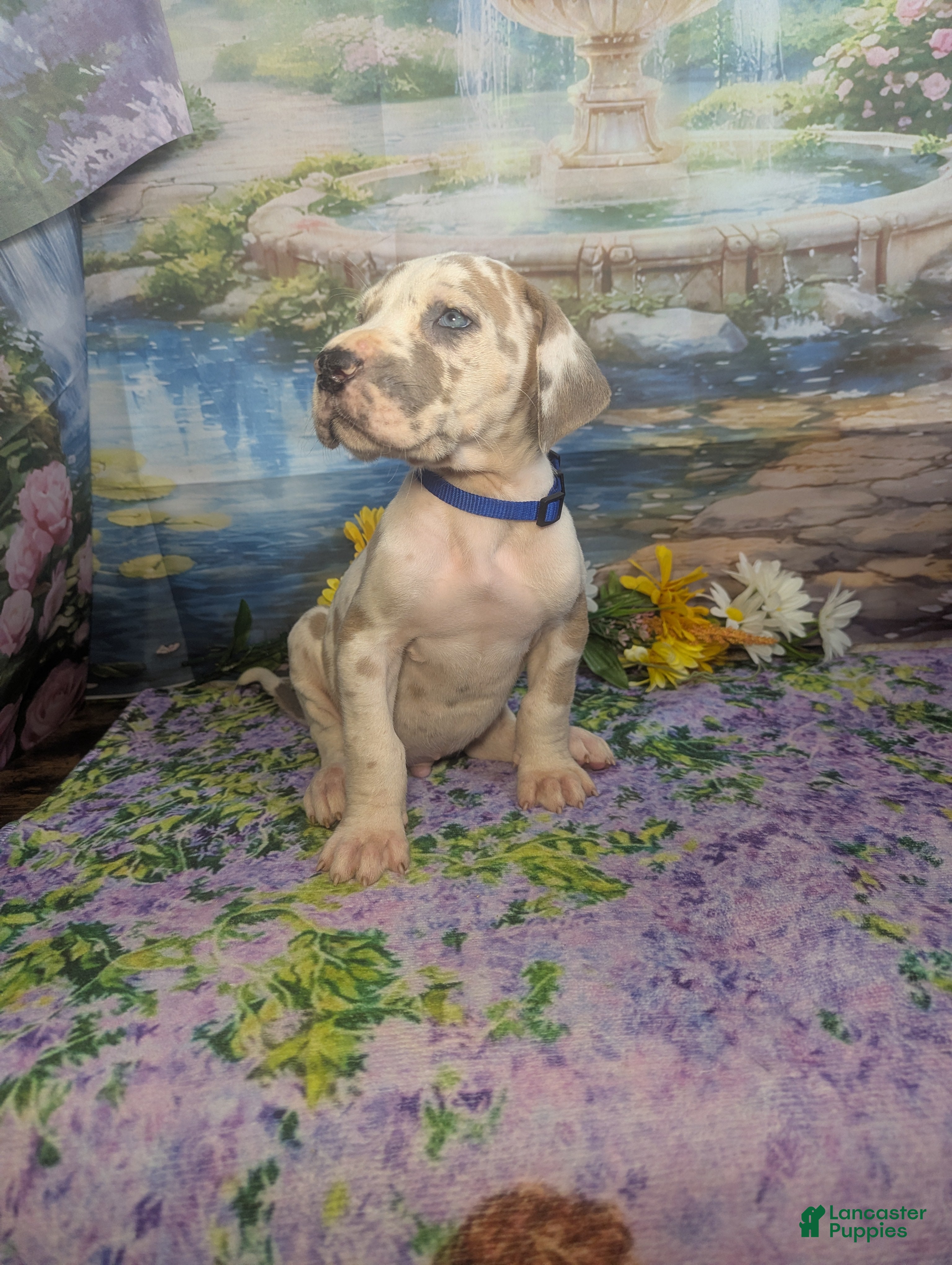 Great Dane dogs Charming Blue Fawnequin Male  - Ad 2