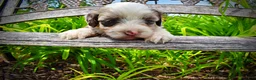 Havapoo dogs for sale: Sadie - Ad 5