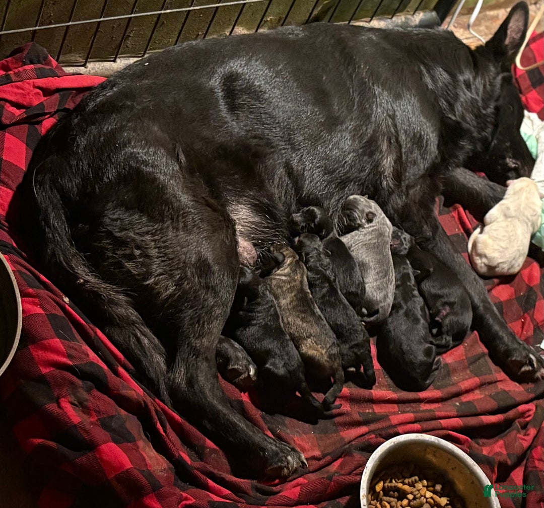 German Shepherd dogs for sale: Blue collar - Ad 4