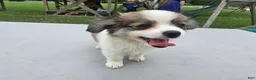 Pomchi dogs for sale: Brandy - Ad 17