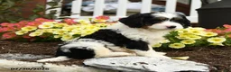 Cavapoo dogs for sale: Pilot - Ad 3