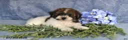Havapoo dogs for sale: Candy Cane - Ad 2