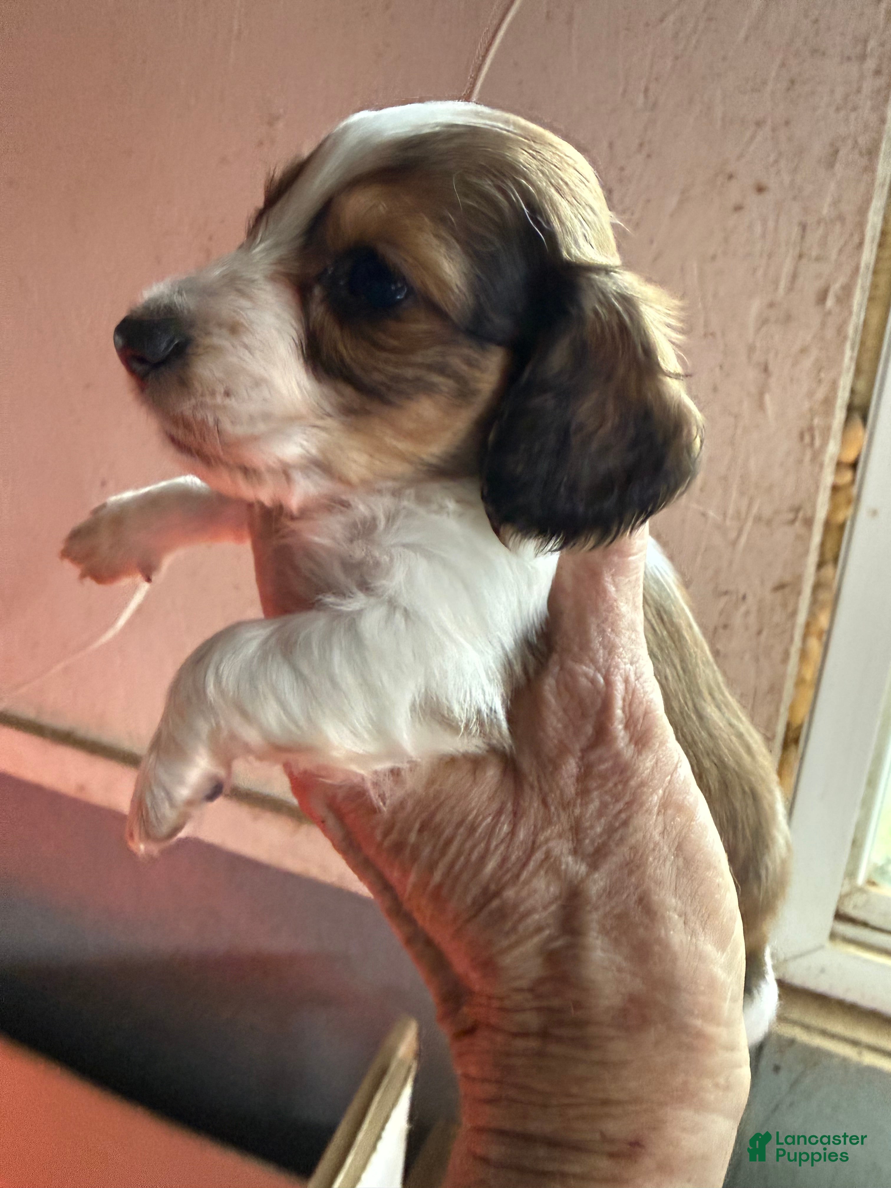Miniature Dachshund dogs Miniature Dachshund Puppy 2 - Ad 16