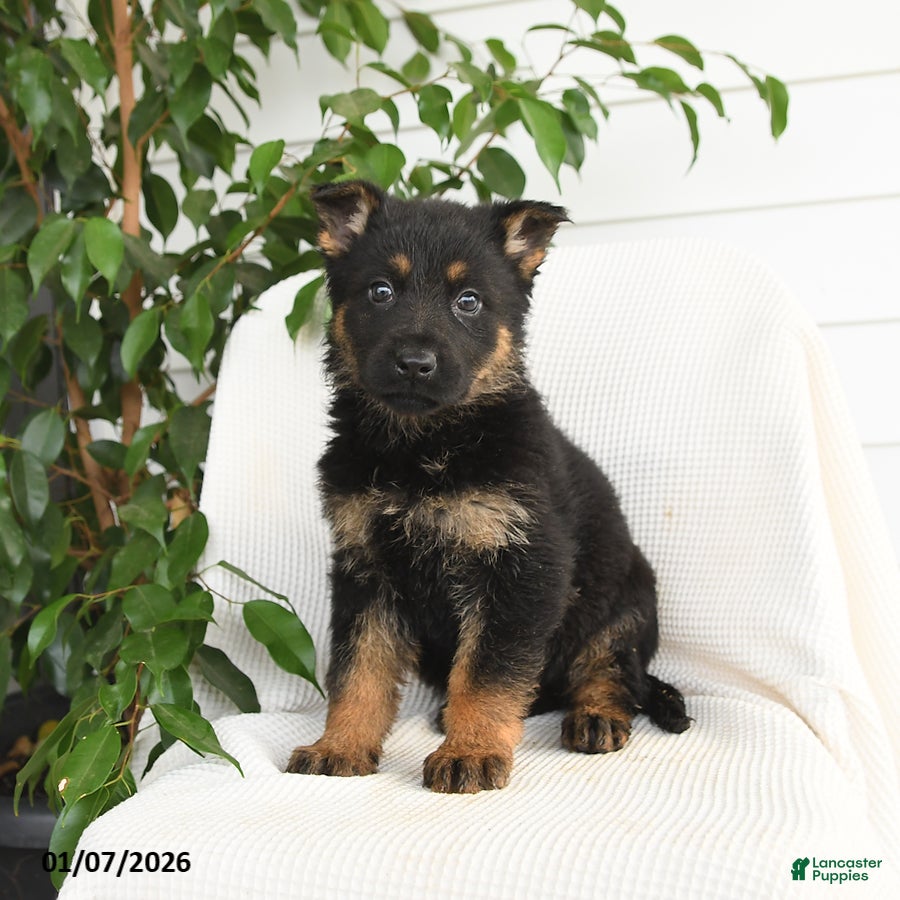 German Shepherd dogs Kayla - Ad 12