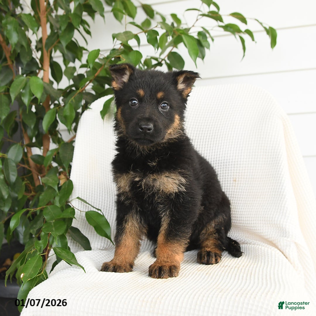German Shepherd dogs for sale: Kayla - Ad 1