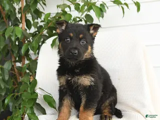 German Shepherd dogs Kayla - Ad 33