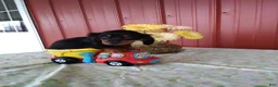 Miniature Dachshund dogs for sale: Felix - Ad 3