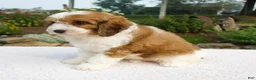Cavapoo dogs for sale: Ila - Ad 3