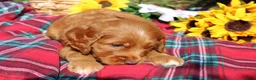 Mixed Breed dogs for sale: Posey - Irish Goldendoodle  - Ad 13