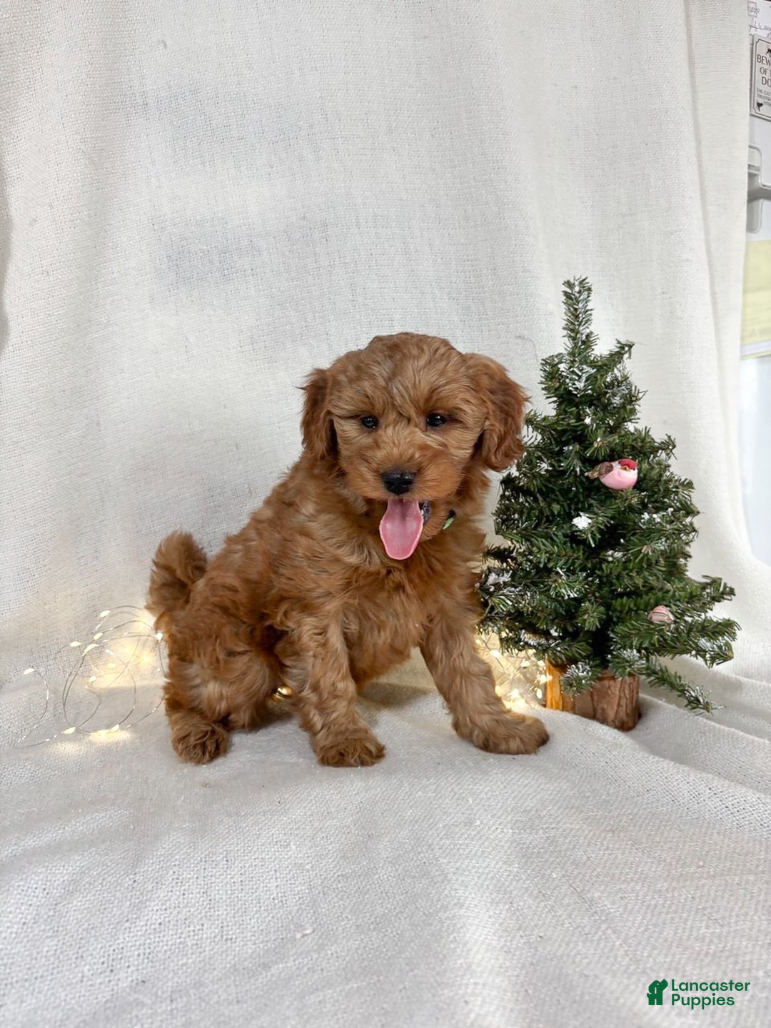 Goldendoodle dogs for sale: Luna - Ad 2