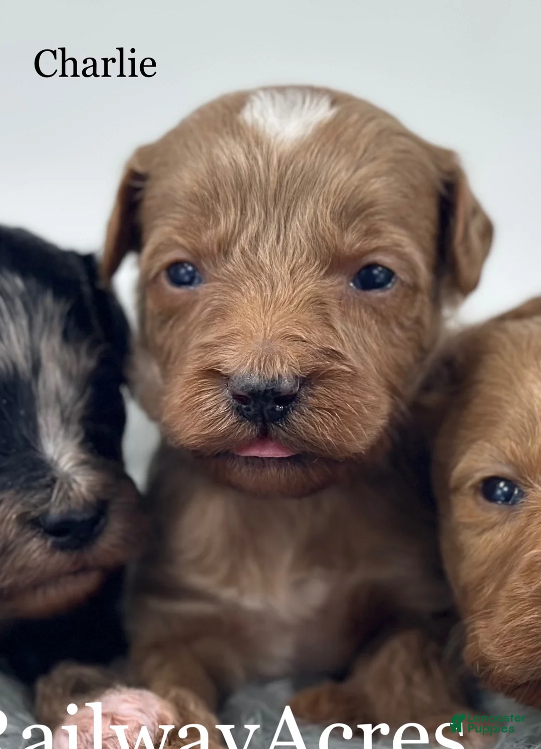 Goldendoodle dogs for sale: Charlie - Ad 1