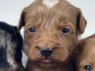 Goldendoodle dogs Charlie - Ad 24