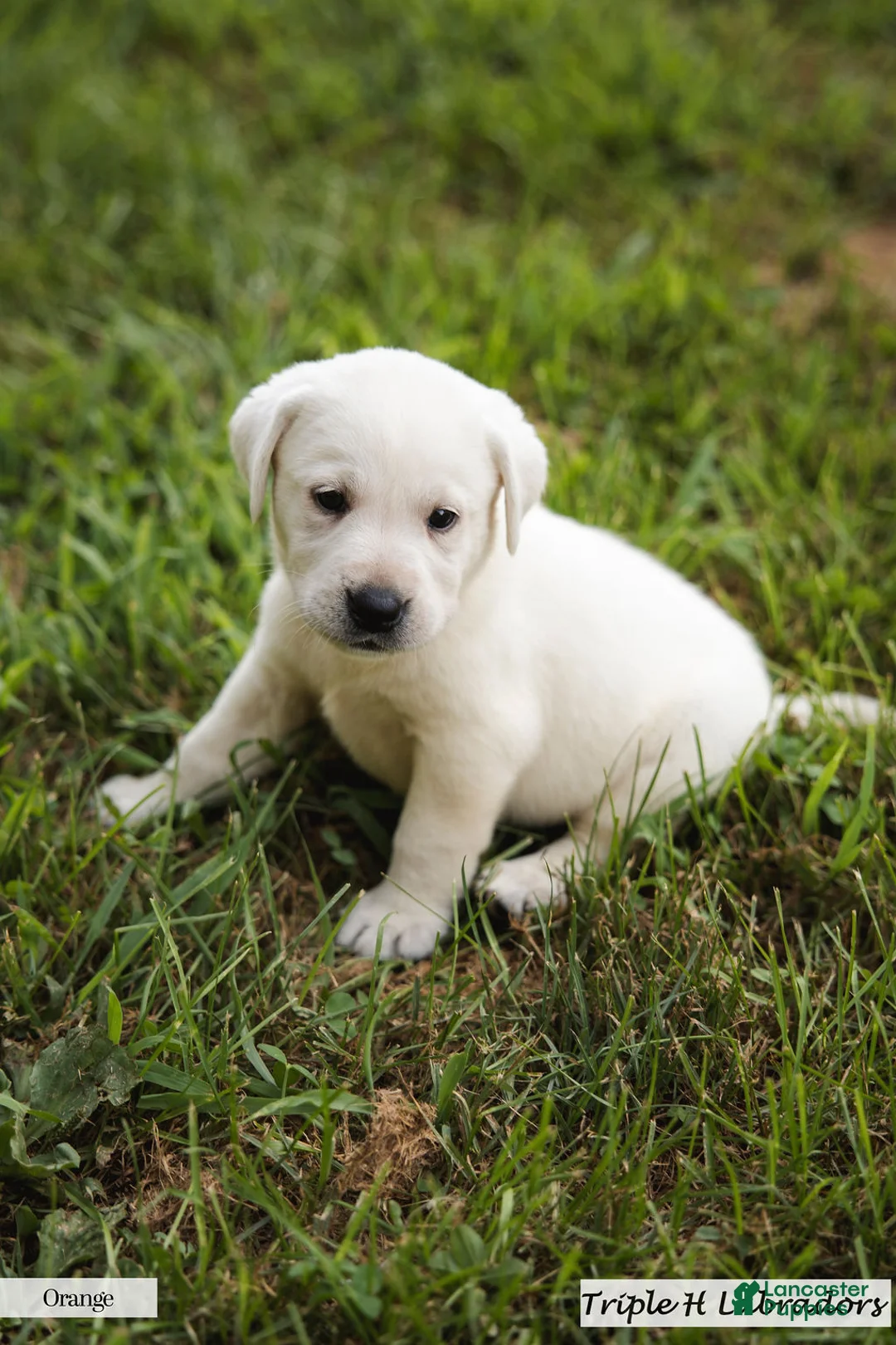 Labrador Retriever dogs for sale: Orange Collar - Ad 1