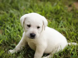 Labrador Retriever dogs Orange Collar - Ad 8