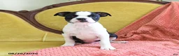 Boston Terrier dogs for sale: Zipper - Ad 4