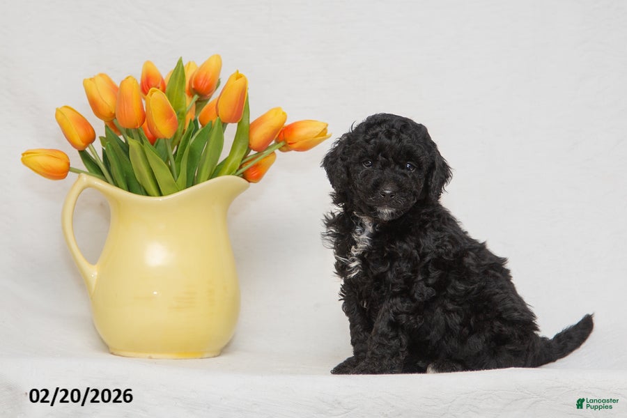 Mini Goldendoodle dogs Archie - Ad 1